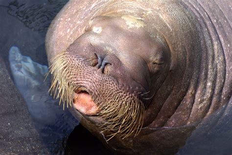 DSC03980 | Walrus (Odobenus rosmarus) It is a large flippere… | Flickr