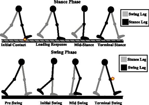 1: The 8 Phases of Human Gait. The Stars Represent Heel Strike at... | Download Scientific Diagram