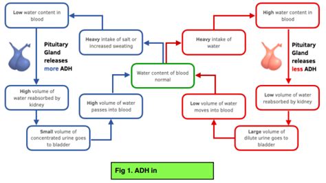 Osmoregulation & The Kidney - Anti-Diuretic Hormone (GCSE Biology ...