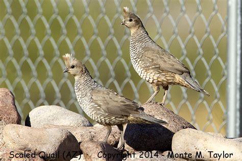 Scaled Quail