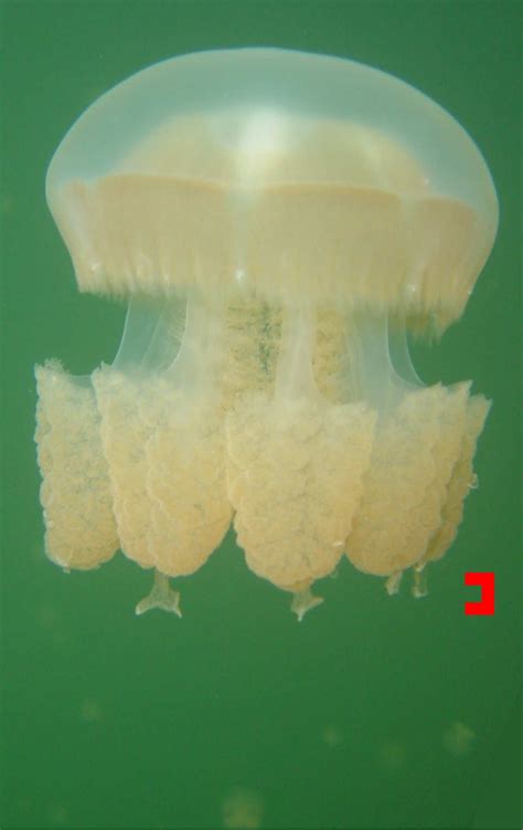 Golden Jellyfish | All Species Wiki | Fandom