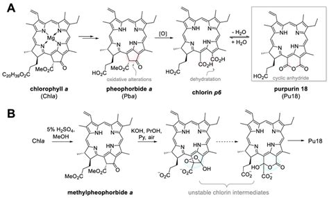 The biological degradation process of chlorophyll a leads to purpurin... | Download Scientific ...