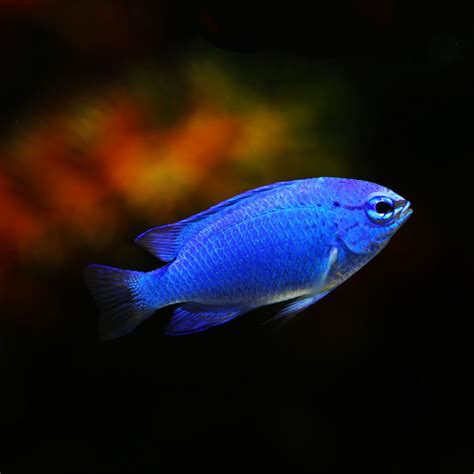 Blue Sapphire Damselfish - Fish and Coral Store