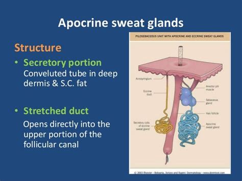 Anatomy & physiology of sweat glands, sebaceous