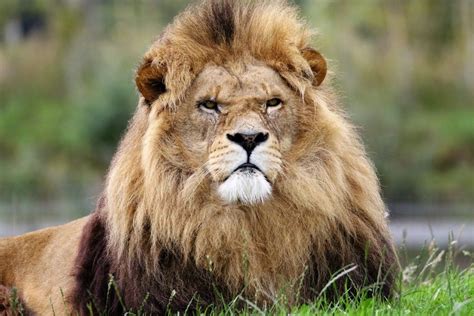 Are Lions Endangered? It's Complicated. • Earthpedia • Earth.com