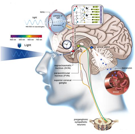 My brain cancer story: Clock genes, chronotherapy, exogenous ketones ...