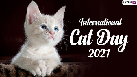 World Cat Day 2024 - Emlyn Claudetta