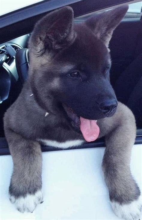 Pin by SARABI P. on BABY ANIMALS | Akita dog, Cute dogs, Puppies