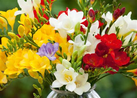 How to Plant, Grow & Care for Freesias | Sarah Raven