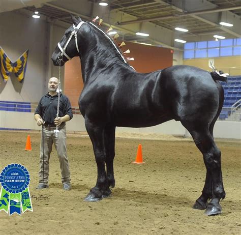 Pictured is Bentley winning the Best of Breed at the 2016 Pa Farm Show ...