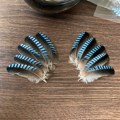 Blue Jay Feathers ethically Sourced | Etsy | Blue jay feather, Jay feather, Blue jay