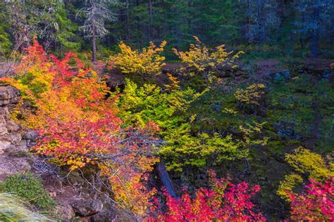 Gifford Pinchot National Forest Camping Guide - Beyond The Tent