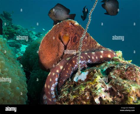 Octopus on a coral reef Stock Photo - Alamy