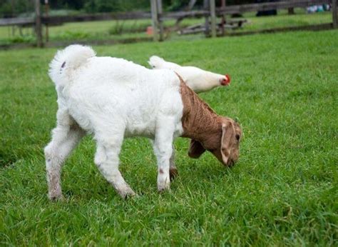 Can goats and chickens live together? - Thank Chickens