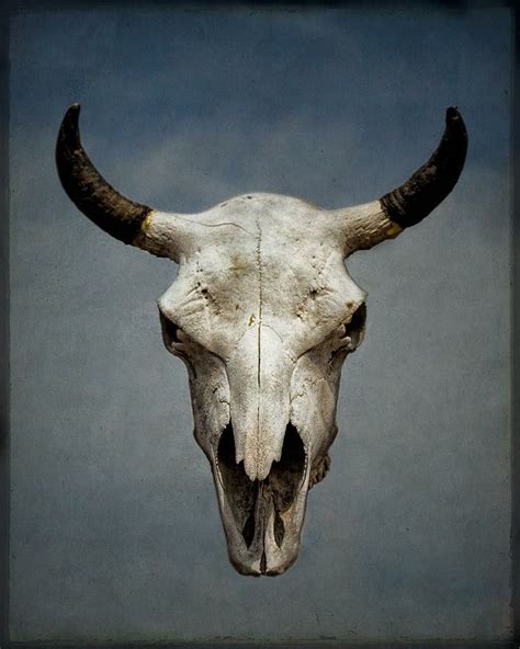 Pin by 아론 on 빠른 저장 in 2023 | Animal skeletons, Charcoal art, Bison skull