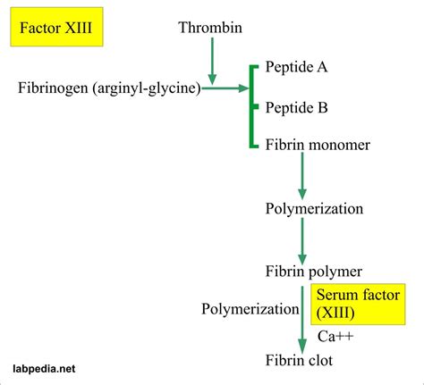 Factor XIII (fibrin stabilizing factor) – Labpedia.net