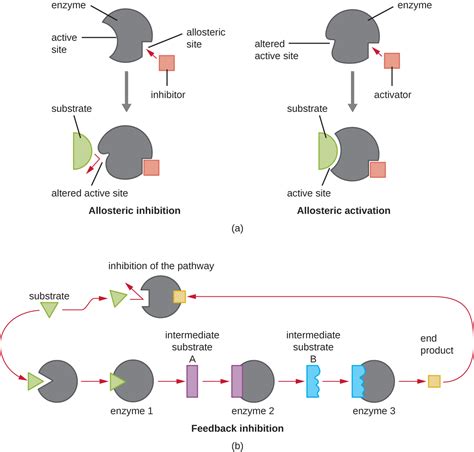 Energy, Matter, and Enzymes · Microbiology