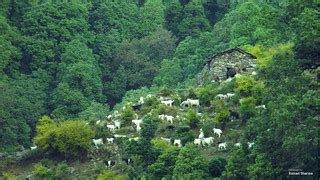 Sheeps grazing in the hills of Palampur, Himachal Pradesh | Flickr