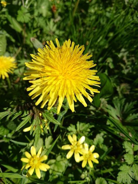 Observation: Taraxacum officinale F.H. Wigg. (JP Lopez 14 Apr 2022 ...