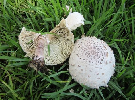 mushroom identification - the green gill vs Shaggy Parasol | Stuffed mushrooms, Mushroom ...
