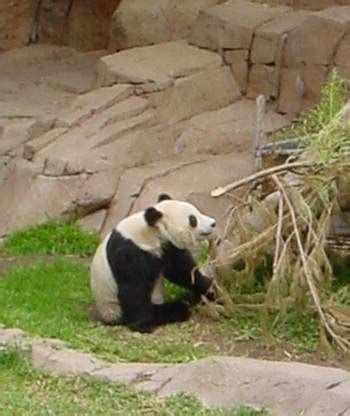 File:Panda eating Bamboo.jpg - Wikipedia, the free encyclopedia