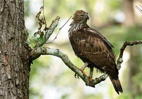 Anak Burung Helang / Kelahiran Elang Jawa Dan Pelepasliaran Elang Ular Bido Di Tnghs Jurnaldesa ...