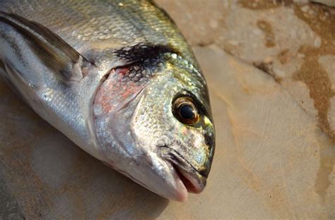 Lebanese Aquaculture: Gilt Head Sea Bream, Sparus Aurata.