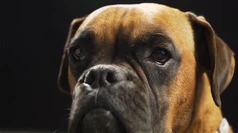 A Dog boxer face In Studio With Black Background 4987934 Stock Video at Vecteezy