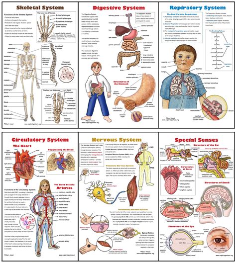 Body Systems Poster Set (6) Plus Worksheets