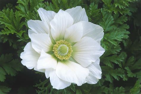 14 Beautiful Types of Anemone Flowers