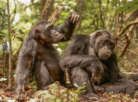 Male chimpanzees hang out as friends, but most social ties remain a mystery - The Leakey Foundation