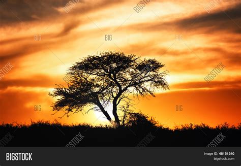 Sunset Against Acacia Image & Photo (Free Trial) | Bigstock