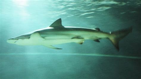 Copper shark - Alchetron, The Free Social Encyclopedia