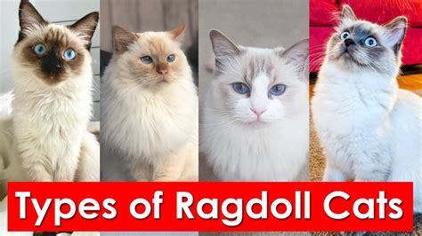 Types of Ragdoll Cats Coat Patterns You'll Love