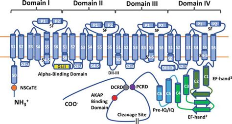 L-Type Calcium Channels: Structure and Functions | IntechOpen