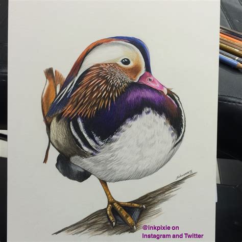 Mandarin Duck done with Polychromos pencils by Faber Castel on Langton hot press paper 300gms ...