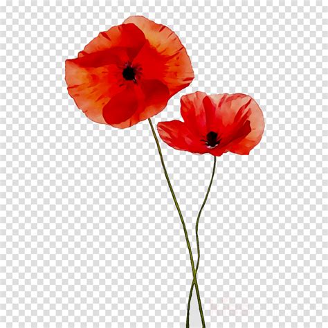 Flower, Red, Poppy, transparent png image & clipart free download png ...