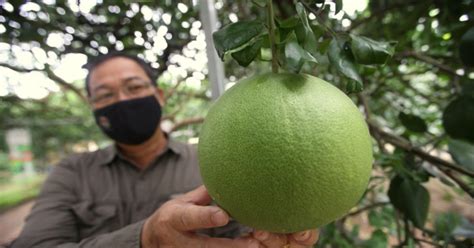 Pelombong China popularkan limau Tambun | Berita Harian