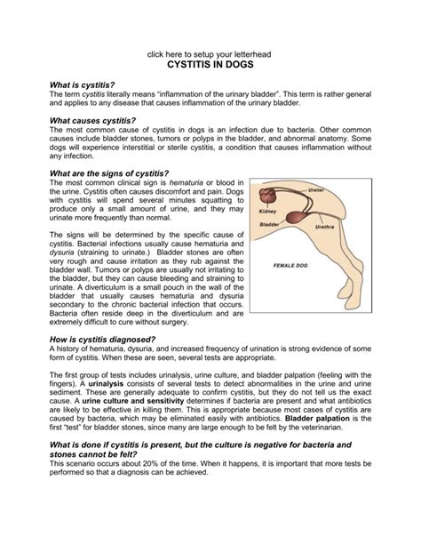 What Causes Dog Hematuria