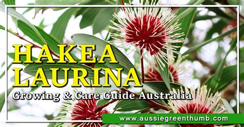 Hakea laurina | Growing + Care Guide Australia - AGT