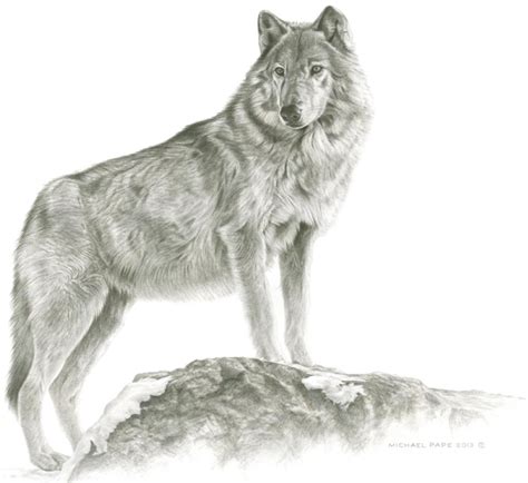 Wolf Pencil Drawing