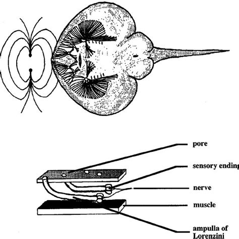 Body Morphology in the Two Taxa of Weakly Electric Fish. On the left... | Download Scientific ...