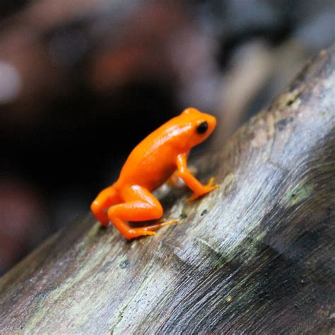 What is the Golden Mantella Frog? - Animal Media Foundation