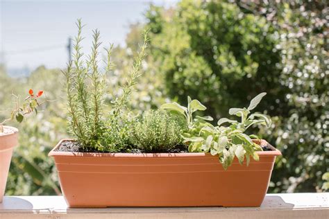 5 Herbs for Growing in Containers