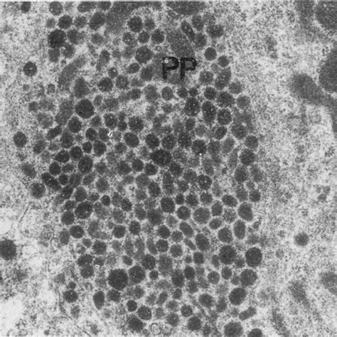 [PDF] Pancreatic polypeptide