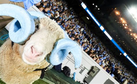 On game day vs. Duke, a UNC fanatic tagged along with Rameses, the Tar ...