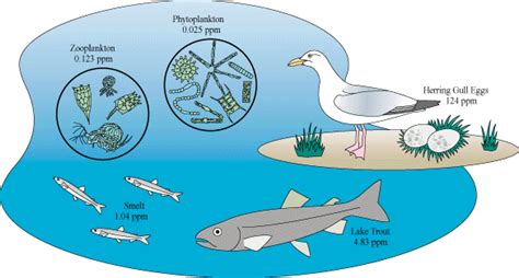 Health Effects of Pesticides in The Great Lakes