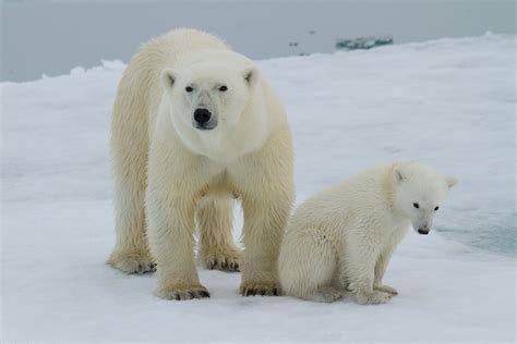 Polar Bears of Svalbard - Mission Blue