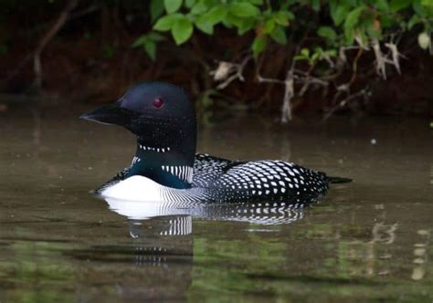 Loon Symbolism: 8 Spiritual Meanings of Loon