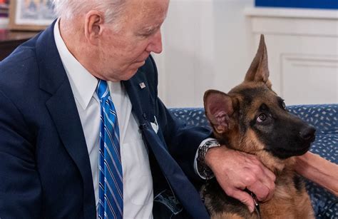 Joe Biden’s Dog, Now Viewed as “Significant Hazard” to White House ...